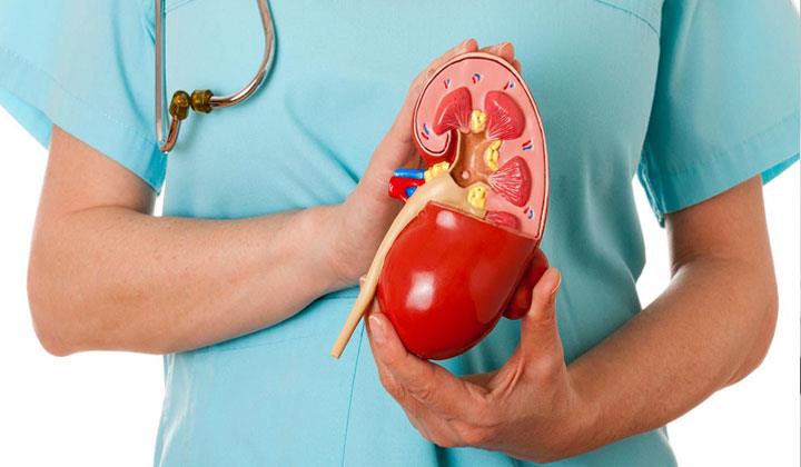 Kidney protection and familiarity with kidney diseases